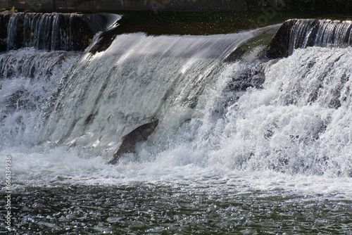 Salmon attempting to jump falls to river's next level