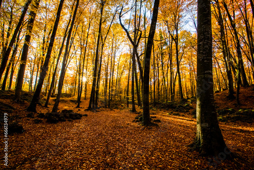 Autumn in La Fageda D En Jorda Forest, La Garrotxa, Spain photo