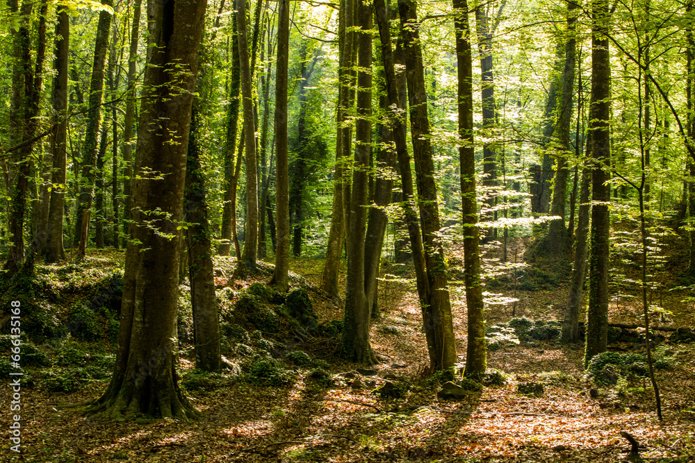 Obraz premium Spring sunrise in La Fageda D En Jorda Forest, La Garrotxa, Spai