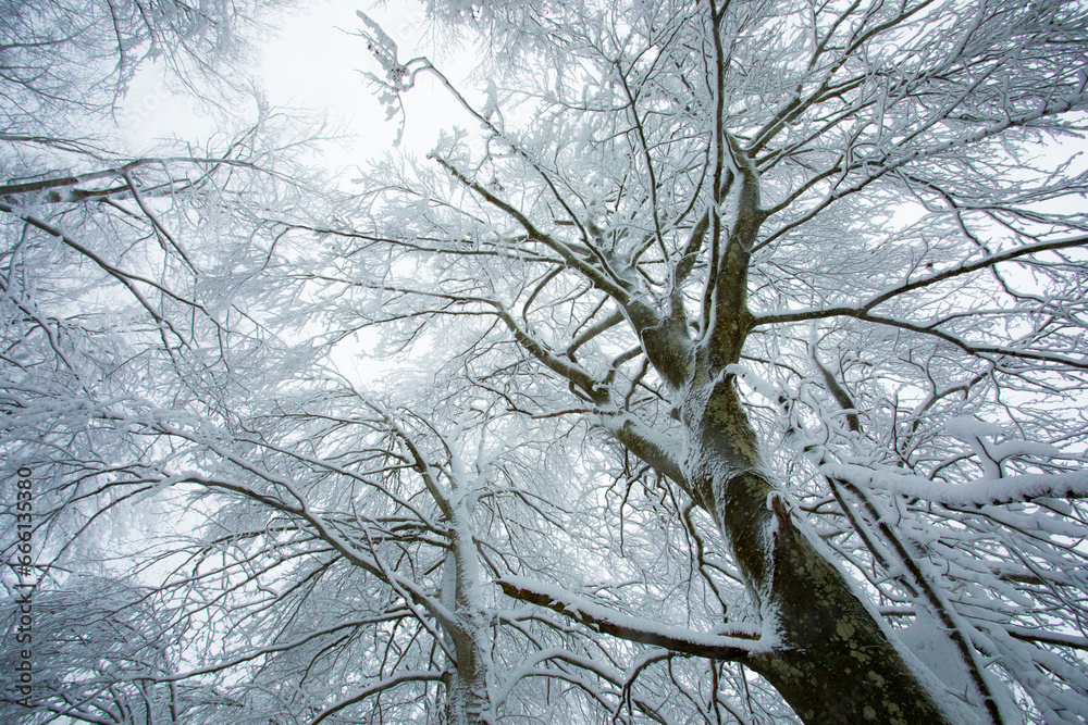 Obraz premium Winter landscape and snowfall in La Grevolosa forest, Osona, Barcelona, Spain