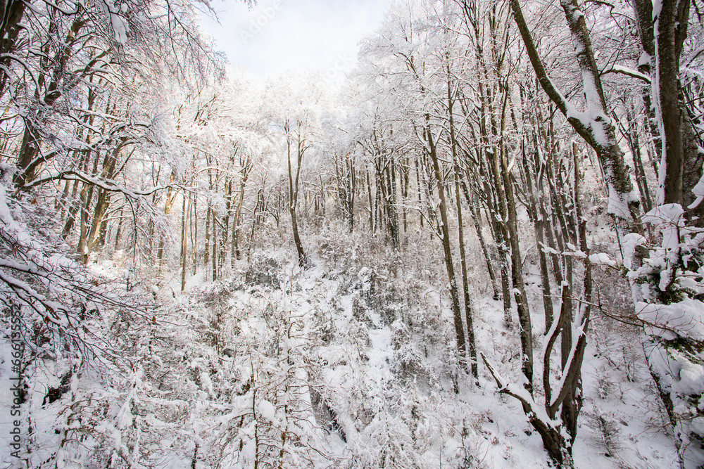 Winter landscape and snowfall in La Grevolosa forest, Osona, Barcelona, Spain Winter landscape and snowfall in La Grevolosa forest, Osona, Barcelona, Spain