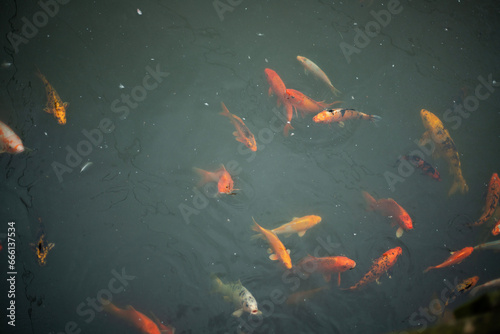Bright goldfish in the river. Background. Lots of fish © Тамара Печеная