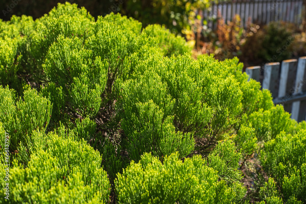 a cypress bush in a garden