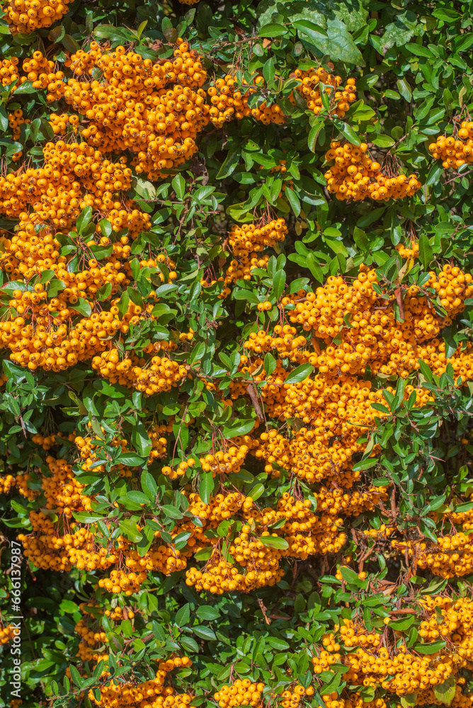 yellow berries of a firethorn
