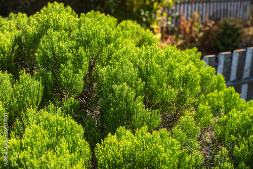 Obraz na płótnie a cypress bush in a garden w salonie