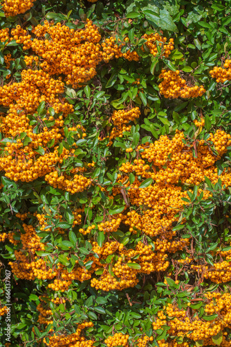 Obraz na płótnie yellow berries of a firethorn w salonie