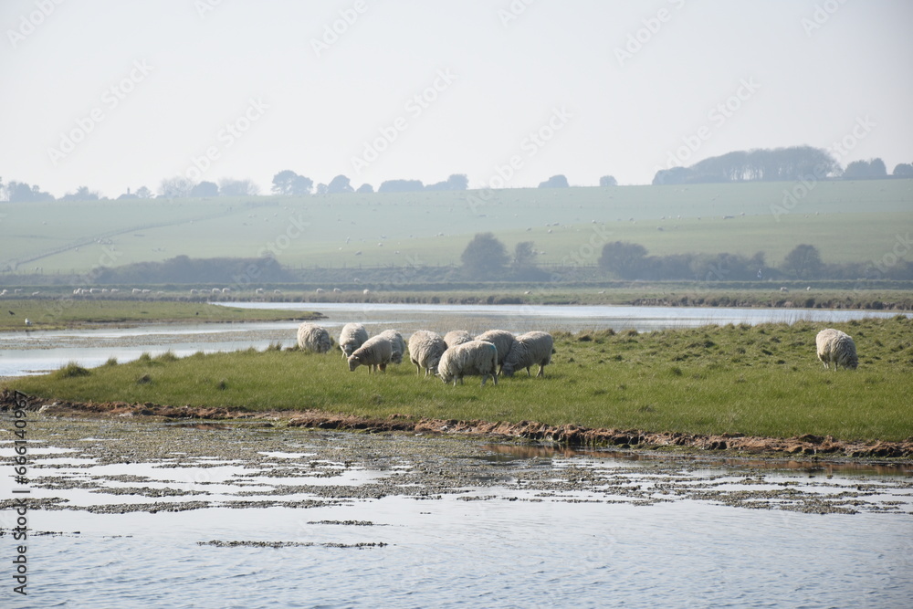 Sheep & Meadows, Sussex, UK