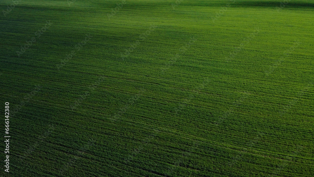 Green agricultural field, aerial view. Farmland landscape. Background.