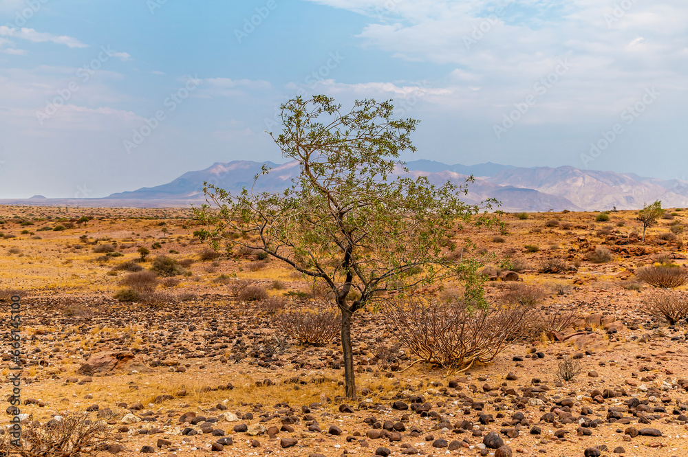 A view across shrubland towards the distant Brandberg mountain in Namibia during the dry season
