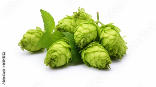 Fresh cones of green hops isolated on a white background