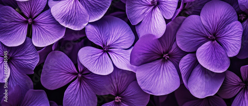 Close-up of dew-kissed purple flowers. © smth.design