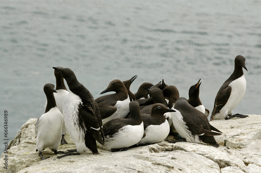 Fototapeta premium Guillemot de Troïl, nid, colonie,.Uria aalge