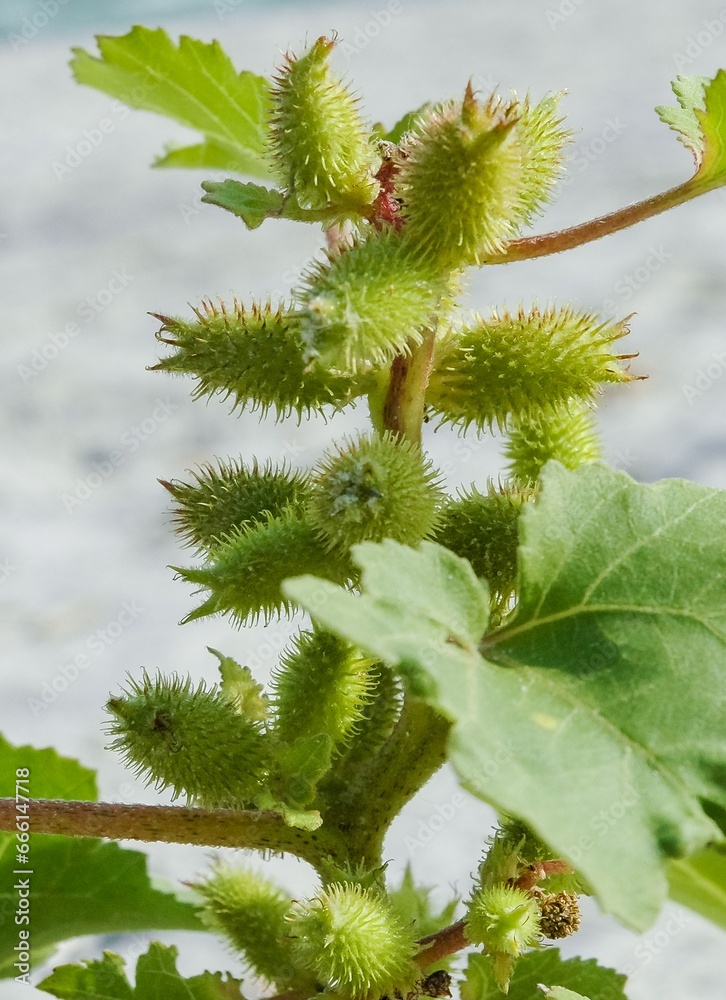 Xanthium strumarium - weed plant with spiny fruits on the Black Sea shore Xanthium strumarium - weed plant with spiny fruits on the Black Sea shore