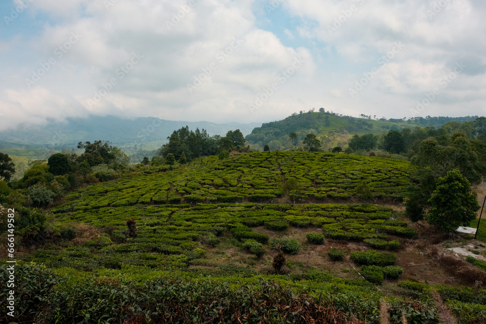A Scenic Vista Overlooking the Verdant Tea Plantations and Rolling Hills