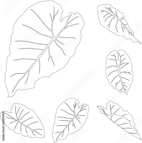 Alocasia leaves line art tropical plant leaf collection isolated on white background
