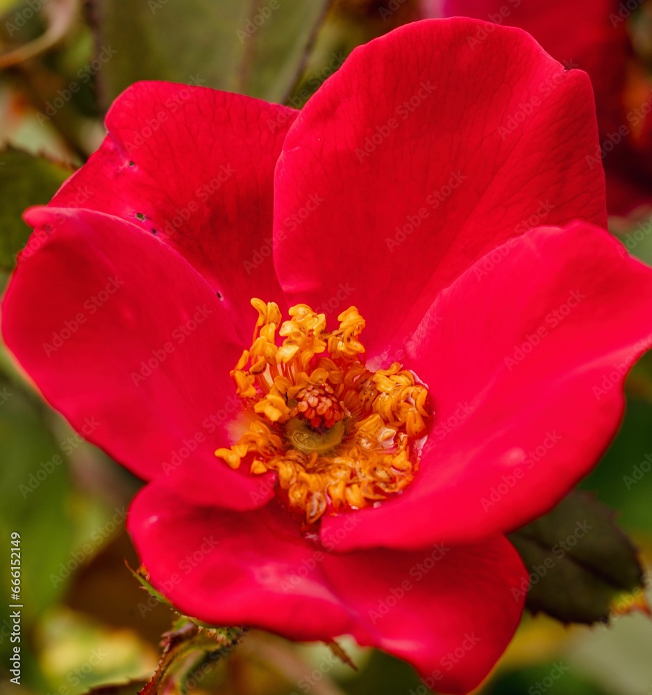 a bright red flower on a green branch with dark leaves a bright red flower on a green branch with dark leaves