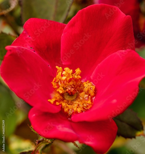 a bright red flower on a green branch with dark leaves