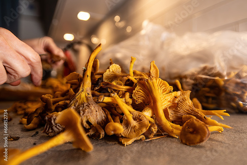 Fototapeta Naklejka Na Ścianę i Meble -  Stockholm, Sweden A woman cleans freshly picked chanterelle mushrooms after picking them in the forest.