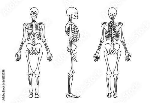 Human skeleton. One line