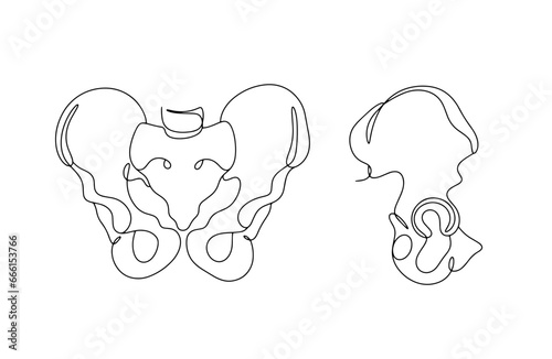 Hip bone. One line