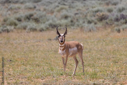 Pronghorn Antelope Buck in Summer int he Wyoming Desert