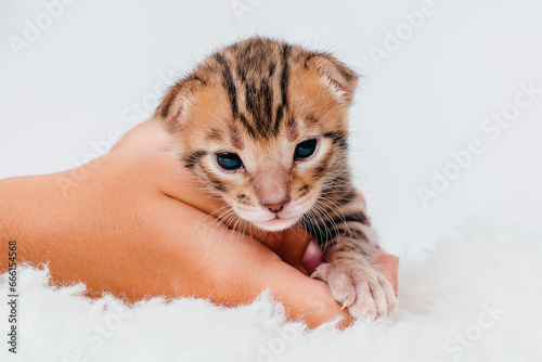 Fototapeta Naklejka Na Ścianę i Meble -  Two week old small newborn bengal kitten on a white background. Close-up. Cute bengal. A kitten in the hands of a girl. On the palms is a small cute kitten.