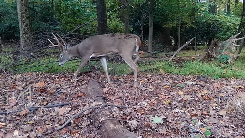 beautiful whitetail deer buck in forest