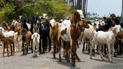 herd, animal, goat, farm, mammal, rural, nature, road, livestock, farming, agriculture, domestic, pasture, sheep, countryside, landscape, outdoor, field, group, flock, meadow, background, shepherd, wi