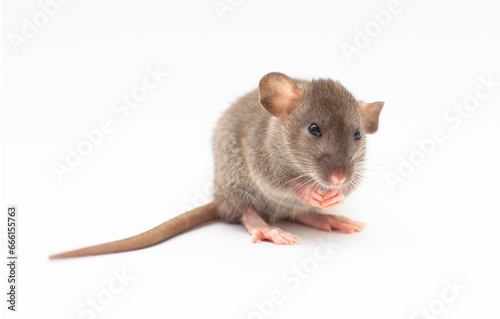Dumbo mouse sits on its hind legs, light background