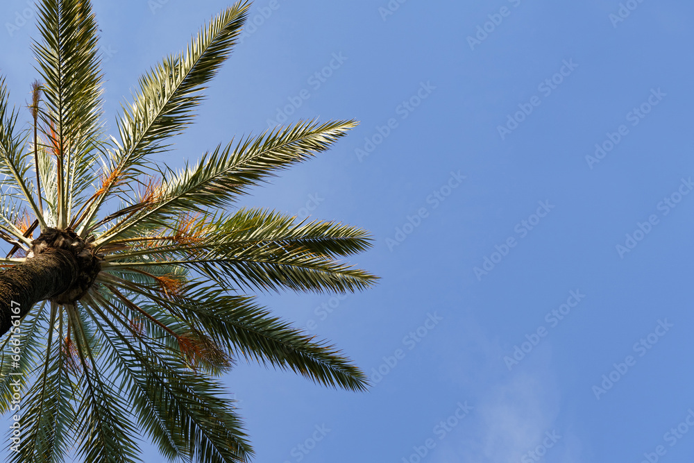 Palm tree branches against the blue sky. Palm tree branches against the blue sky.