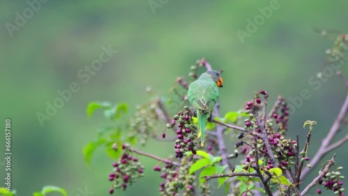 Grey-headed parakeet