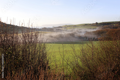 Misty woodland in the early morning