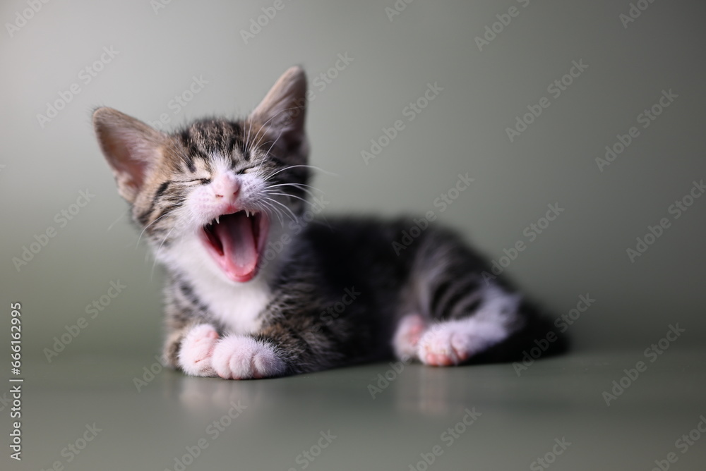 Ocicat kitten shows teeth on a gray background