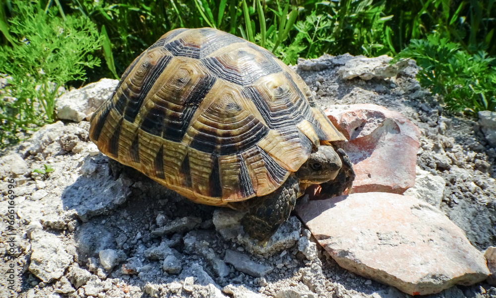 Hermann's tortoise (Testudo hermanni), adult turtle in the steppe on the Black Sea coast Hermann's tortoise (Testudo hermanni), adult turtle in the steppe on the Black Sea coast
