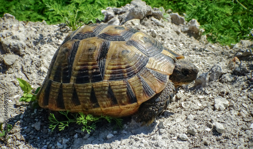 Hermann's tortoise (Testudo hermanni), adult turtle in the steppe on the Black Sea coast photo
