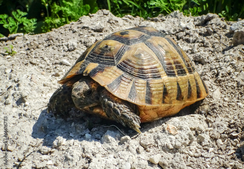 Hermann's tortoise (Testudo hermanni), adult turtle in the steppe on the Black Sea coast