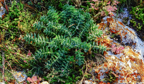 Myrtle Spurge - Euphorbia myrsinites, succulent plants on the stone photo