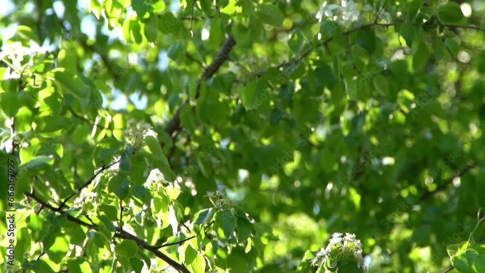 Green leaves. White appletree blossoms sway in the wind. Spring flowering garden. Floral natural background. Delicate flowers in the sunlight day. Blur bokeh nature. Flower bloom bud Leaf closeup Green leaves. White appletree blossoms sway in the wind. Spring flowering garden. Floral natural background. Delicate flowers in the sunlight day. Blur bokeh nature. Flower bloom bud Leaf closeup