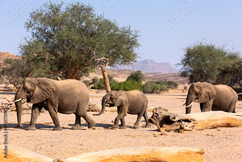 African Elephant (Loxodonta africana), desert-adapted elephant mother with calf, walking in dried riverbed, Hoanib desert, Kaokoland, Namibia.