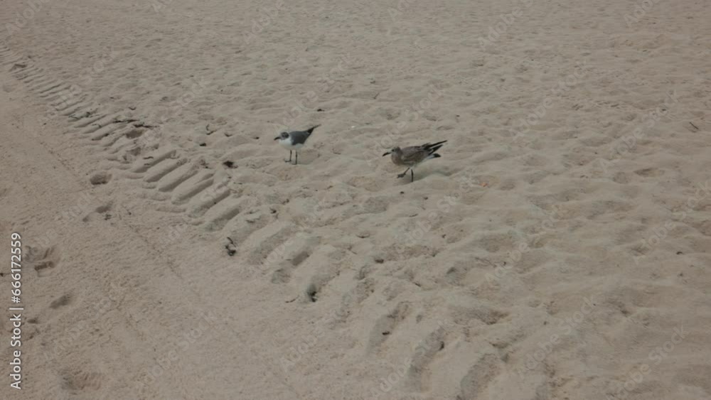 Close-up view of seagulls on sandy shores of Miami Beach. Close-up view of seagulls on sandy shores of Miami Beach.