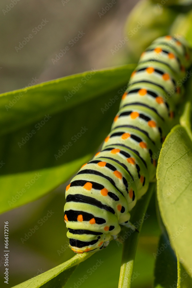 Naklejka premium Chenille de machaon