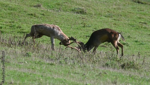 Two Fallow Dear (Dama dama) stags fighting during the rutting season. October, Kent, UK.	 photo