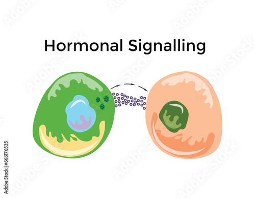 Endocrine cell signaling by hormone molecules which are released by a cell acts on distant cells through the blood by binding to its receptor and stimulates the receptor molecules vector EPS