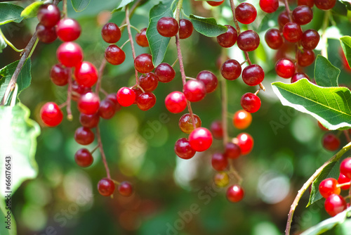 Red berries of bird cherry (hackberry, hagberry or Mayday tree) on tree branches. photo
