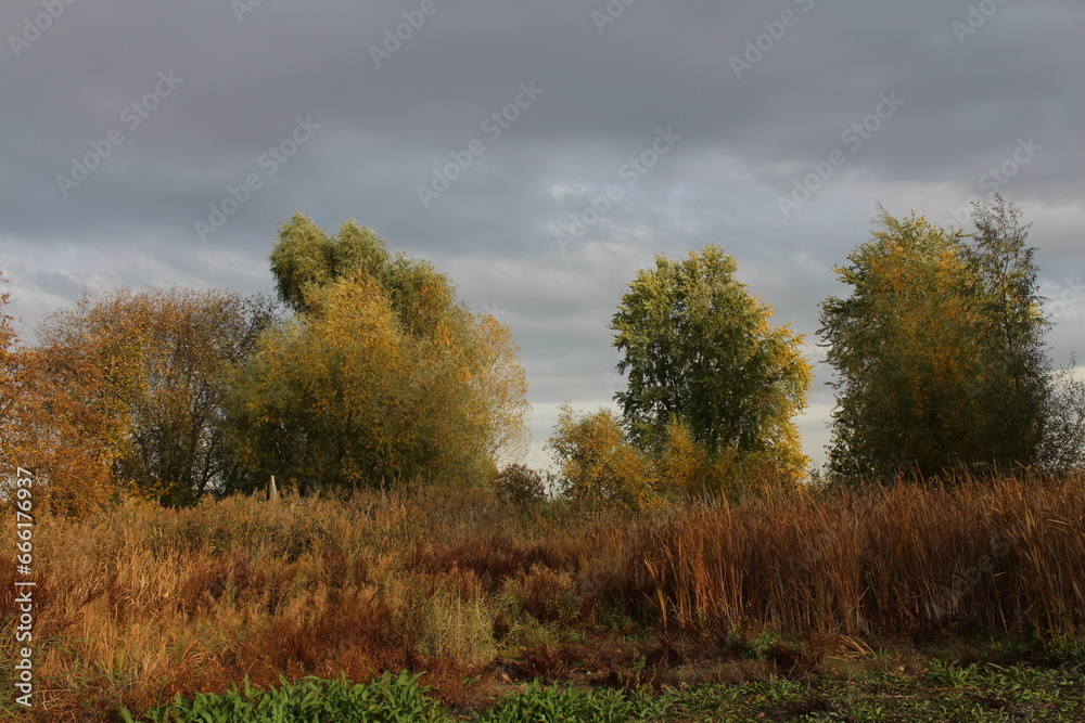 A field with trees and grass A field with trees and grass