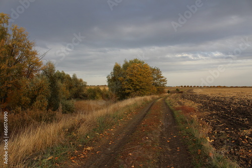 A dirt road with trees on either side of it