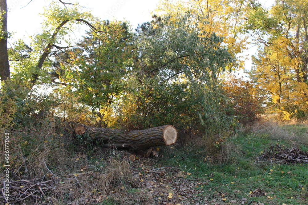 A tree that has been cut down