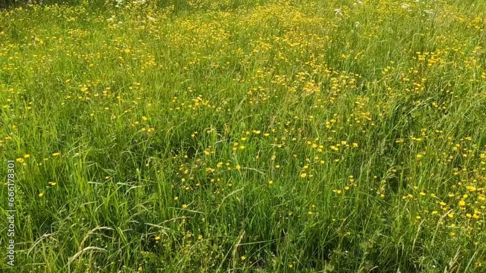 Buttercups or ranunculus acris plants in flowering season. Buttercups or ranunculus acris plants in flowering season.