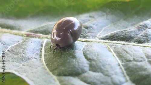 The mite on green leaf. 