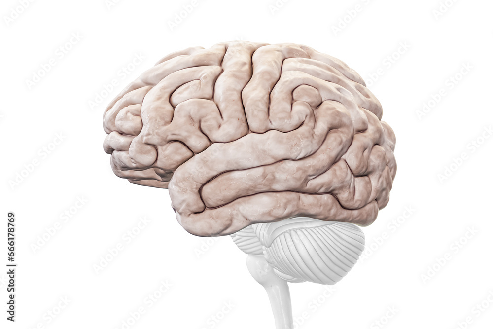 Cerebral cortex or hemisphere profile view isolated on white background accurate 3D rendering illustration. Human brain anatomy, neurology, neuroscience, medical and healthcare, biology concept. Cerebral cortex or hemisphere profile view isolated on white background accurate 3D rendering illustration. Human brain anatomy, neurology, neuroscience, medical and healthcare, biology concept.